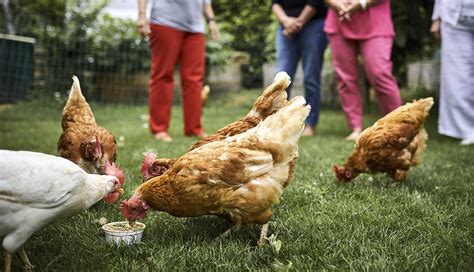 Salmonella Outbreak Linked To Backyard Chickens Spreads