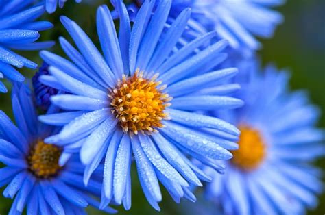 Premium Photo Macro Of Blue Spring Flowers With Morning Dew Drops