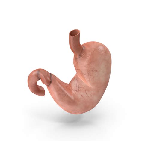 Human Stomach PNG Images & PSDs for Download | PixelSquid - S105993778