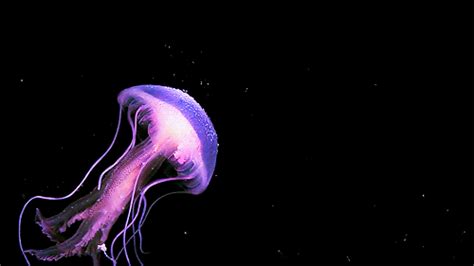 Ocean Life Jellyfish  Wiffle