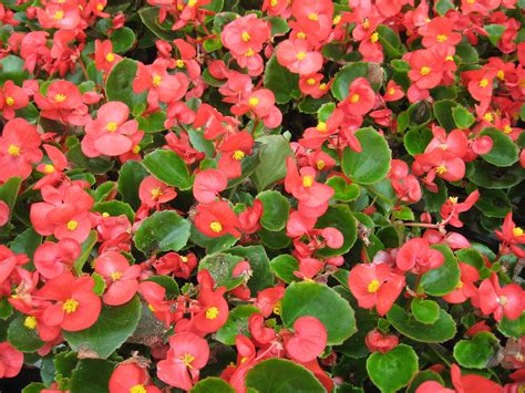 10 Varieties Of Begonias For Gardens And Containers