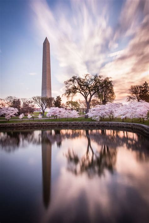 Washington Monument Cherry Blossom Festival 2015 Cherry Blossom