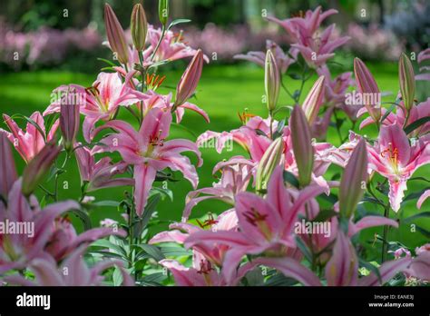 Pink Tiger Lilies Flowers Longwood Gardens Arboretum Conservatory