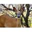A Mule Deer Doe  Stock Photo Dissolve