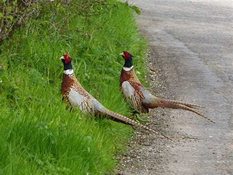 Two Beautiful Pheasants By Peggy Cannell At