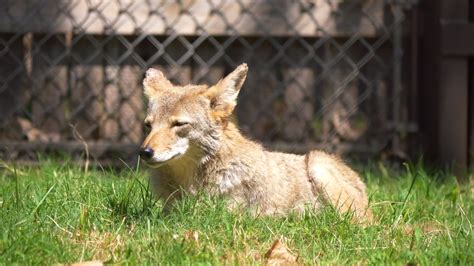 Coyote Zoo Guide