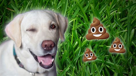 Is There Loads Of Dog Poo In Your Park Cbbc Newsround