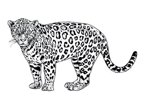 Dibujo De Jaguar Para Colorear Y Pintar 5198