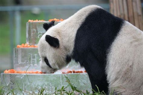 Pan Pan, oldest male panda in captivity dies in China - UPI.com