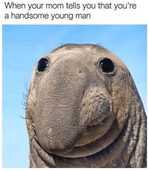 50 Funny Animal Memes 2019 To Break Your Jaws With Laughter
