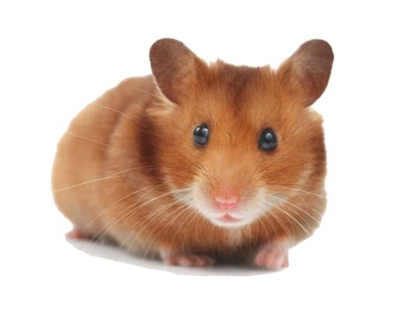Hamster PNG Picture PNG Arts