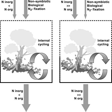 5 Schematic Diagram Of The Nitrogen Cycle In Unpolluted Southern