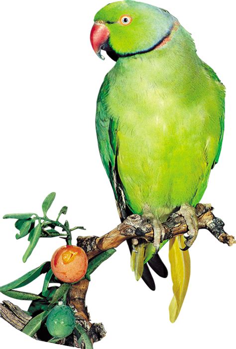 Green Indian Parrot Png Clipart Full Size Clipart 5758778 Pinclipart