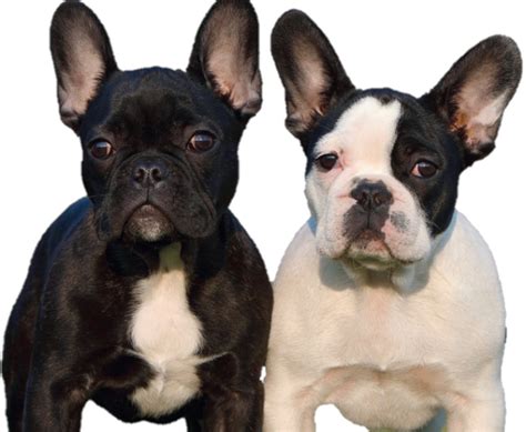 Sebagai Ras Anjing Tertua, Ini Perbedaan Bulldog English dengan Prancis