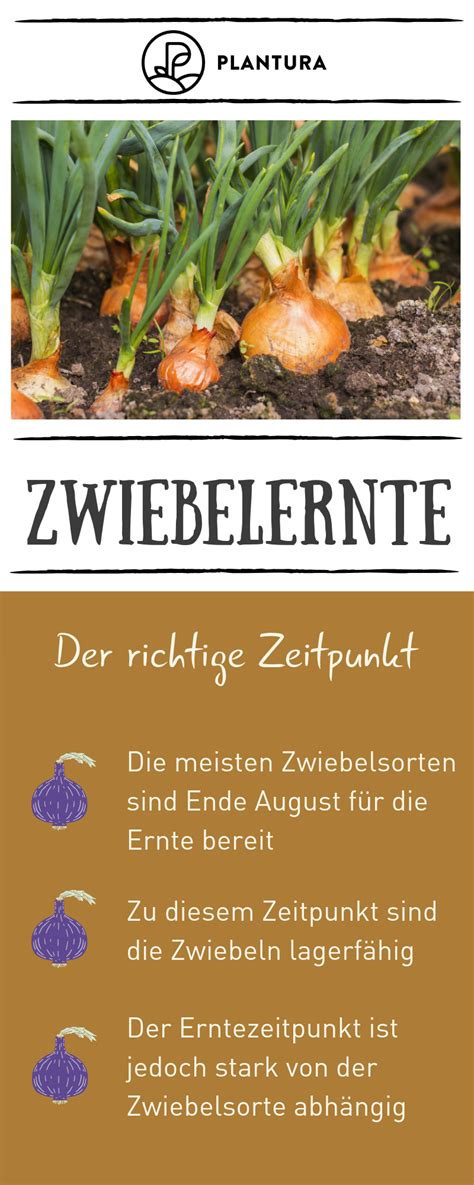 Natürlich kommt es auch etwas auf die verschiedenen. Zwiebeln ernten und lagern (mit Bildern) | Zwiebeln ernten ...