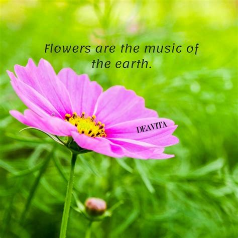 Beautiful Cards With Flowers And Cute Short Quotes Flower Quotes