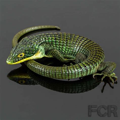 This is a viviparous species, meaning that females give birth to live offspring. Reptile Facts - Abronia graminea is an endangered arboreal...