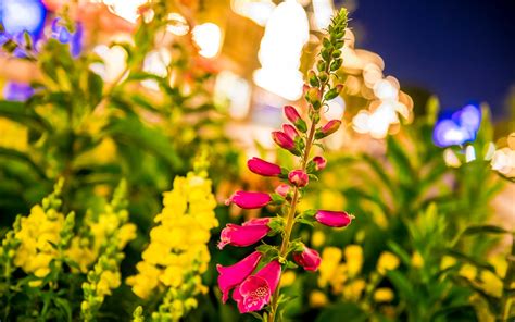 Maybe you would like to learn more about one of these? Main Street Flowers