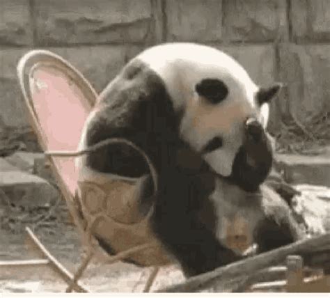 Panda désespéré