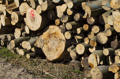 Wood Piles Stock Image Image Of Colorful Forest Leaves 53424677