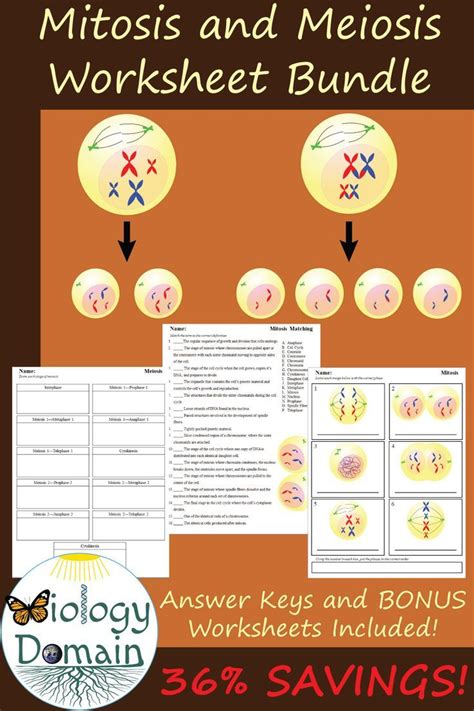 12 Unique Worksheets Covering Mitosis And Meiosis Includes Bonus