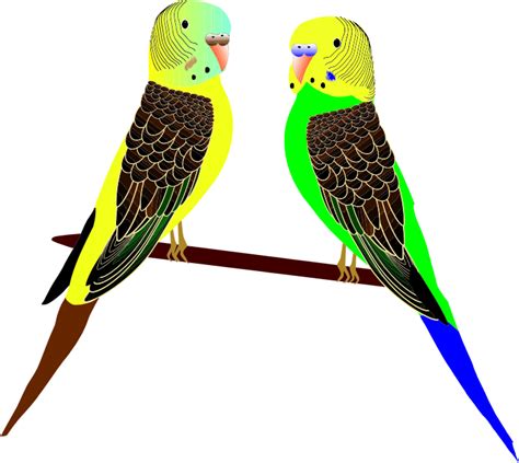 Parakeets Illustration Openclipart