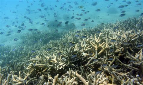 Great Barrier Reef Dies Scientists Record Biggest Ever Coral Die Off