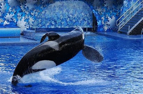 Tilikum The Whale Who Rebelled The Whale Sanctuary Project Back To
