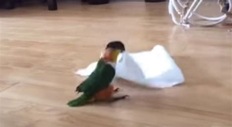 She Gives Her Parrot A Paper Towel But Didnt Expect This