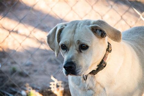 Las Cruces Pet Adoption And No Kill Shelter Safe Haven Animal Sanctuary