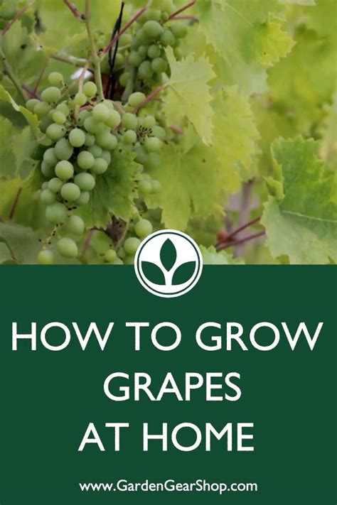 How to Grow Grapes at Home (Beginner's Guide) #gardengearshop #garden #