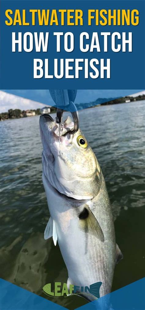 Saltwater Fishing Full Guide To Catching Bluefish Lures And Baits