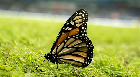 Previous (mexican war of independence). La crisis climática afecta al hábitat de la mariposa ...