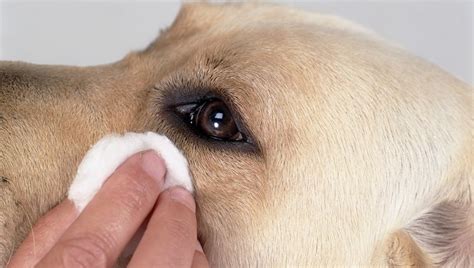 Clean Your Dog Best Home Remedies For Treating Tear Stains Total Pooch