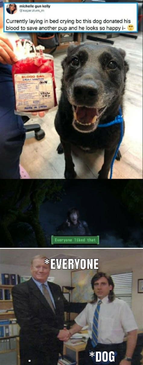 Dog Camera 📸 Looks Funny Meme