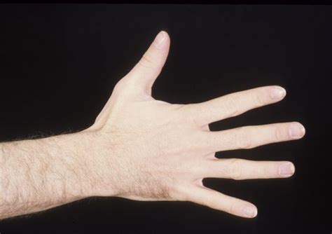 Right Hand Movement Flat Palm, Posterior View (Print #8250383)