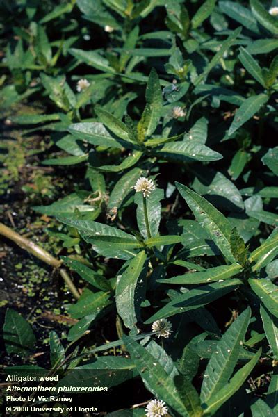 invasive species of the day march 8th tropical soda apple and alligator weed panhandle outdoors