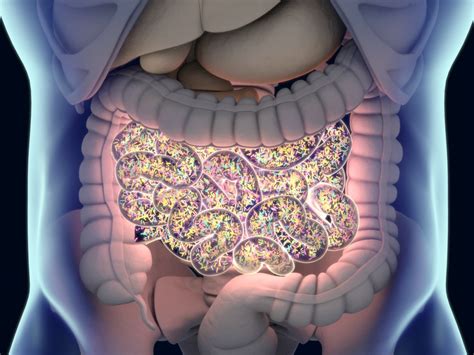 Gut Bacteria Gut Flora Microbiome Bacteria Inside The Small