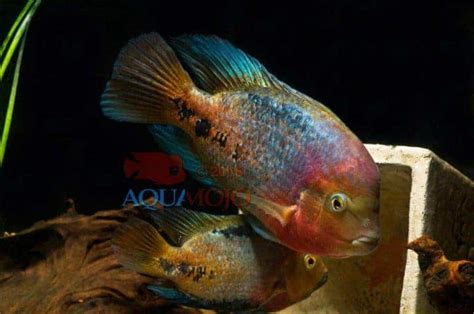 Vieja Melanurus Redhead Cichlid Aquainfo