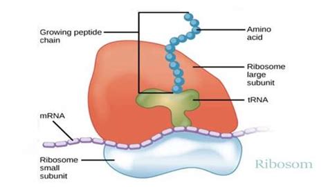 Fungsi Ribosom Beserta Pengertian Struktur Dan Gambarnya