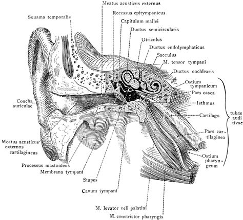 External Human Ear Anatomy