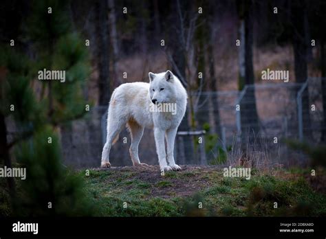The Arctic Wolf Canis Lupus Arctos Also Known As The White Wolf Or