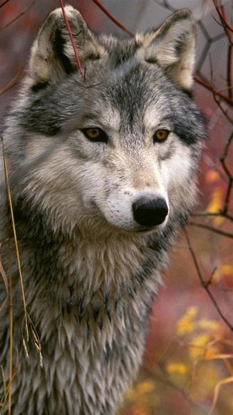 Download Animal Phone Wallpaper Gallery