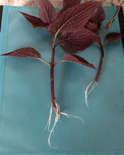 Coleus Plant Stem