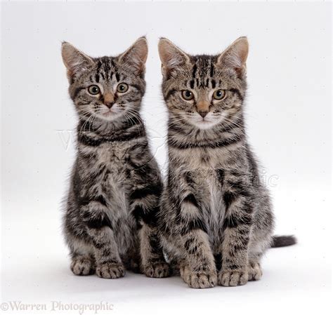 Tomcats do not normally fight with females, particularly with oestrus females although females will fight among themselves. Silver tabby male and female kittens, 8 weeks old photo ...