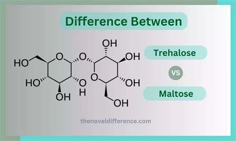 Trehalose And Maltose The Best 5 Fancy Difference