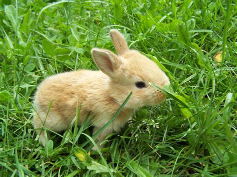 Central Wallpaper Cute Little Rabbits Hd Wallpapers