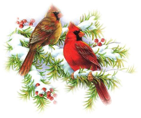Cardinal Bird Vector Machine Embroidery Designs At Embroidery Library