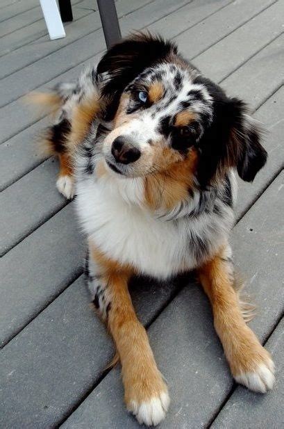 I have eight beautiful marked aussie babies for sale. Pin by Brandy Squires on Just...AWW | Australian shepherd ...