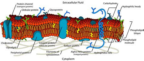 Function Of The Plasma Membrane Biology Review Video